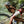 Swift Industries Olliepack Seat Bag