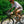 Ron's Bikes LaRon's Tulips and Holly Cap