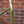 Rivendell Joe Appaloosa Frameset - Lime Olive