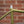 Rivendell Joe Appaloosa Frameset - Lime Olive
