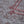 Rune Knightwood Frameset - Salmon Rose